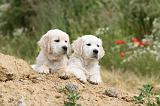 GOLDEN RETRIEVER 282
